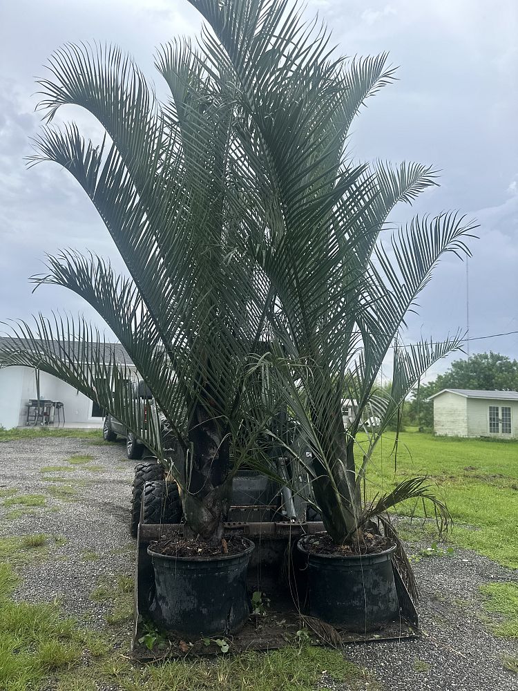 dypsis-decaryi-triangle-palm