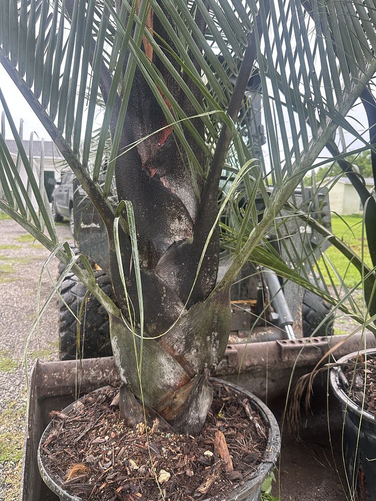 dypsis-decaryi-triangle-palm