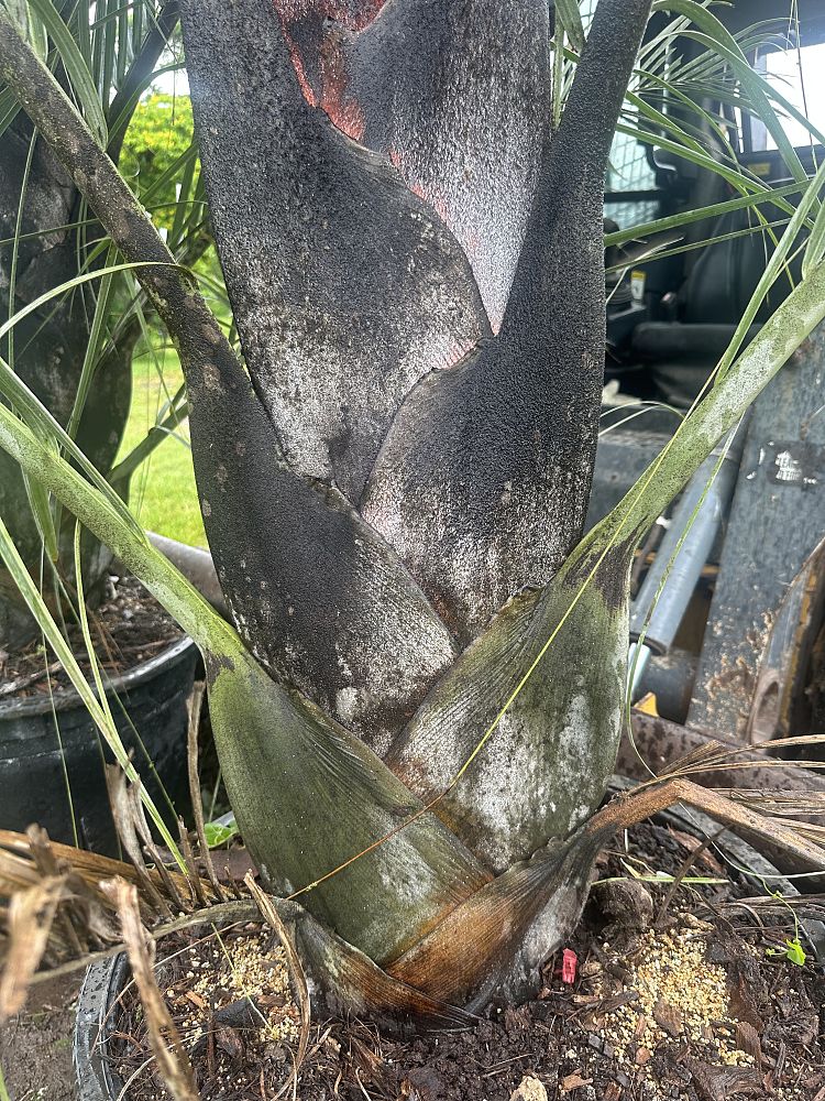 dypsis-decaryi-triangle-palm