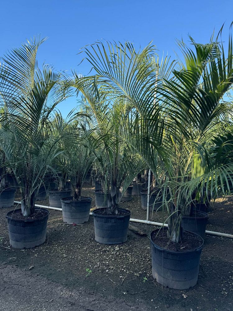 dypsis-decaryi-triangle-palm