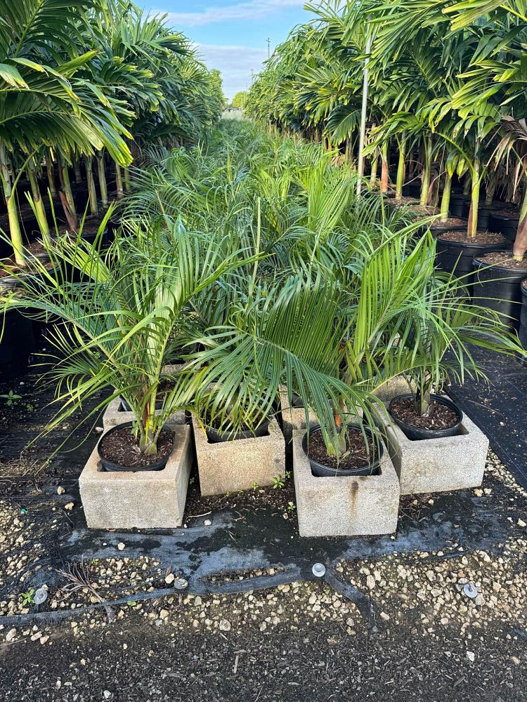 dypsis-decaryi-triangle-palm