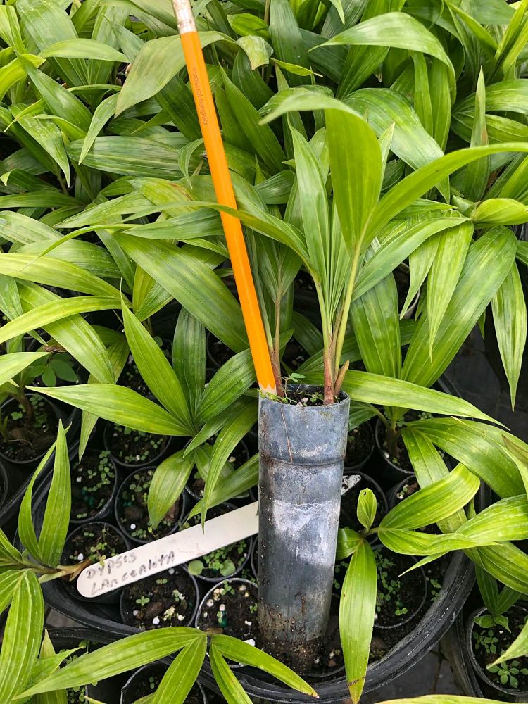 dypsis-lanceolata-ivovowo