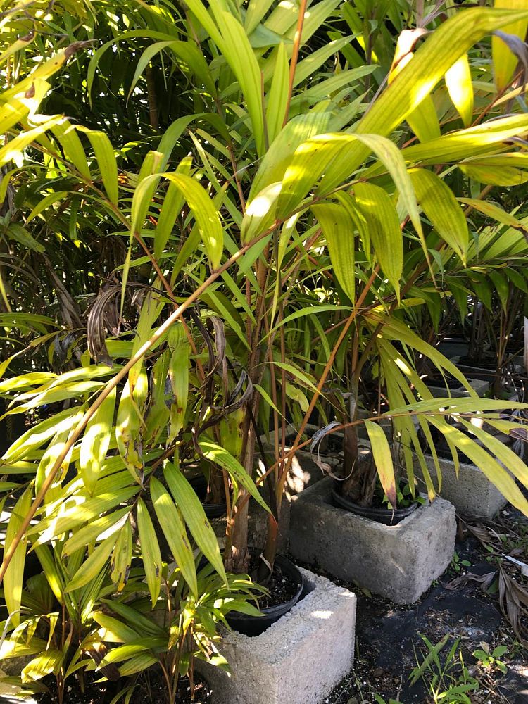 dypsis-lanceolata-ivovowo