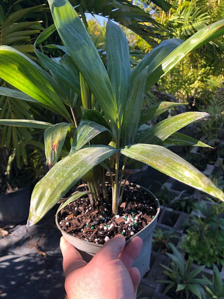 dypsis-lanceolata-ivovowo