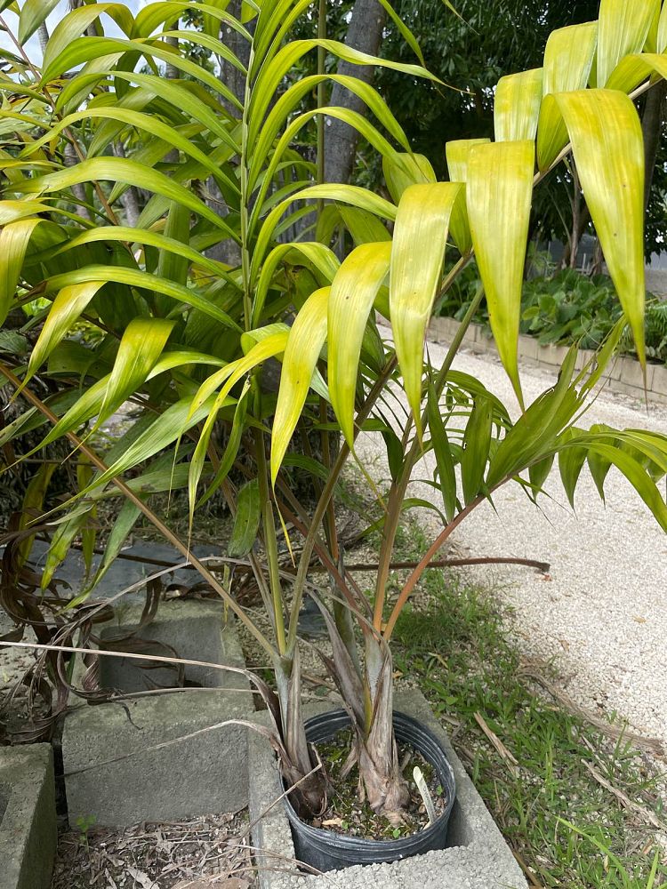 dypsis-lanceolata-ivovowo