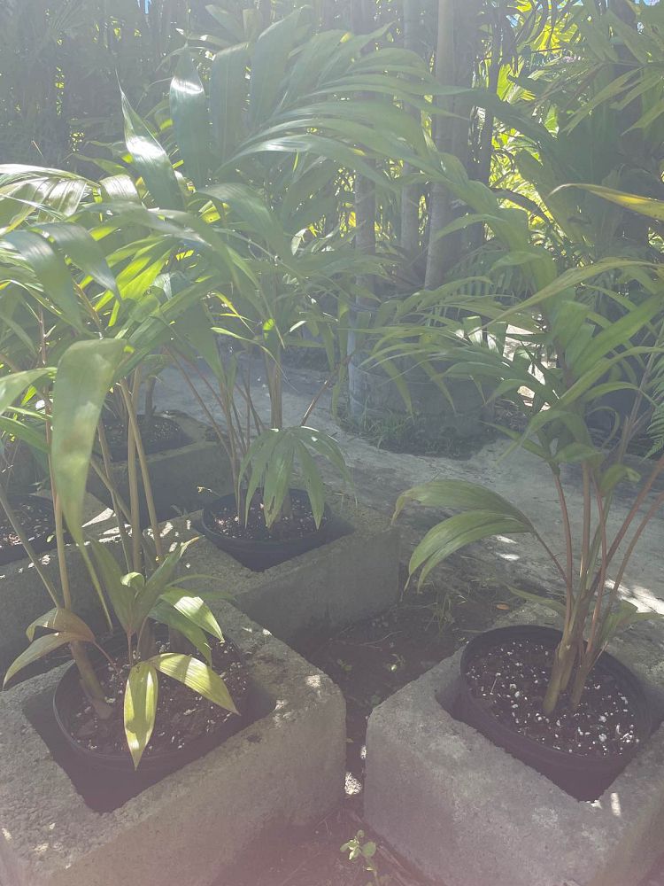 dypsis-lanceolata-ivovowo