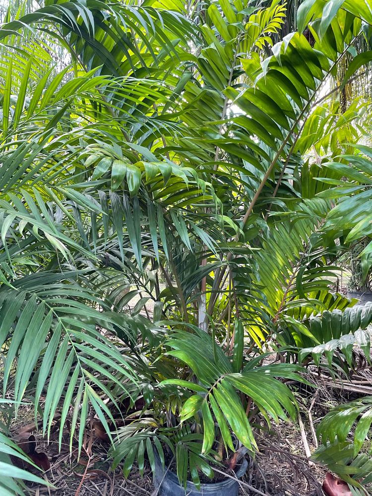 dypsis-lanceolata-ivovowo