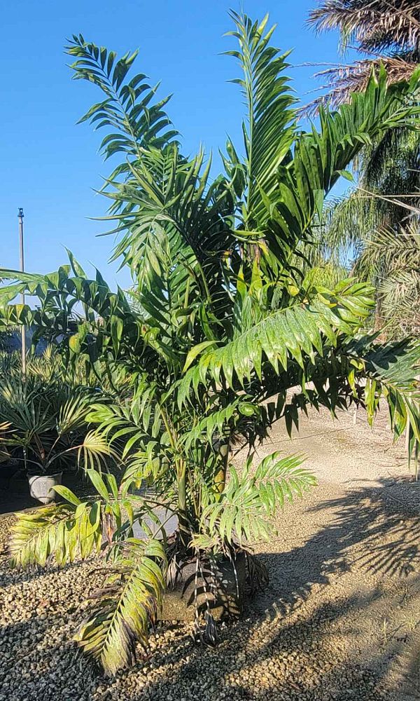 dypsis-lanceolata-ivovowo