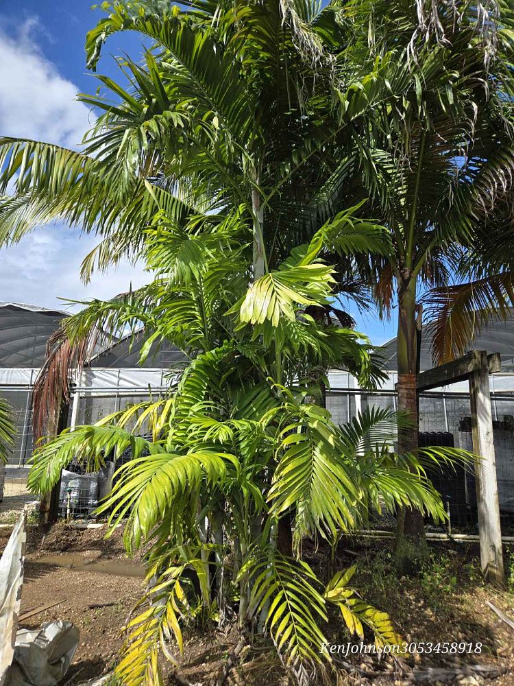 dypsis-lanceolata-ivovowo