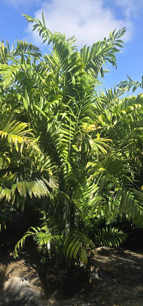 dypsis-lanceolata-ivovowo