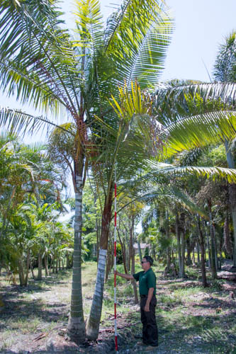 dypsis-lastelliana-teddy-bear-palm