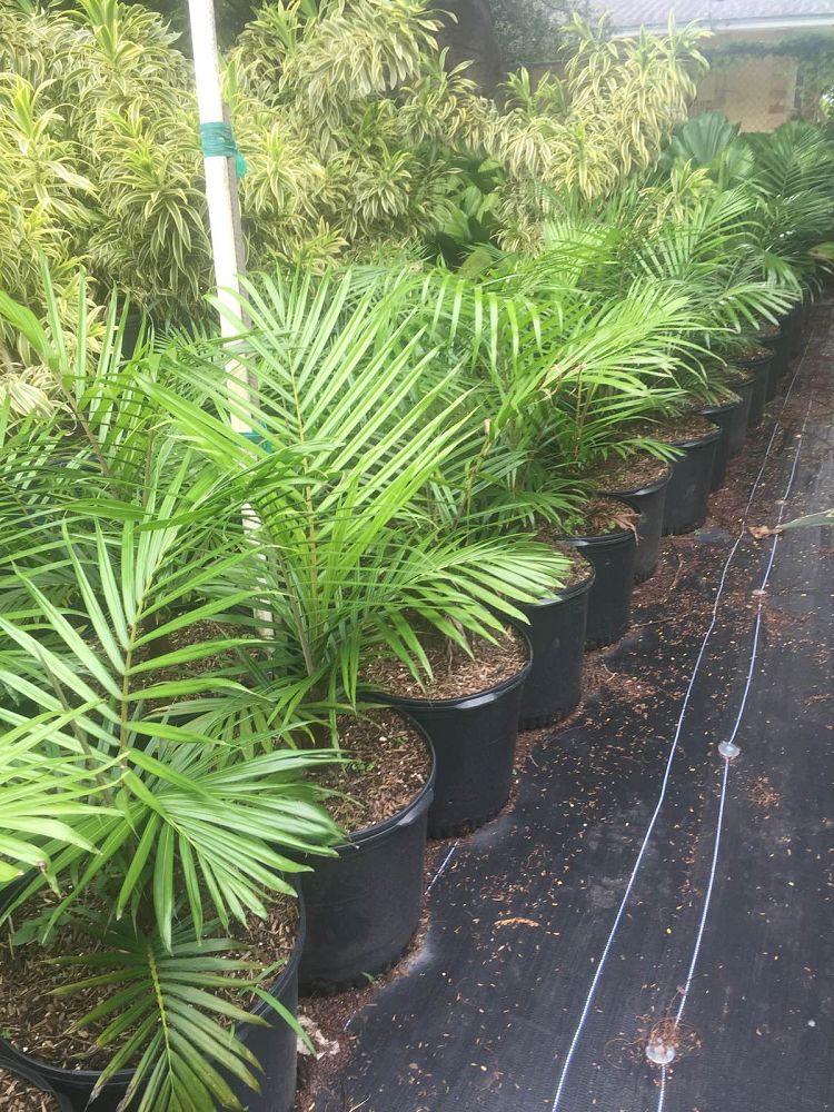 dypsis-lastelliana-teddy-bear-palm