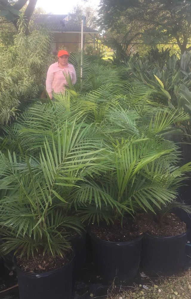 dypsis-lastelliana-teddy-bear-palm