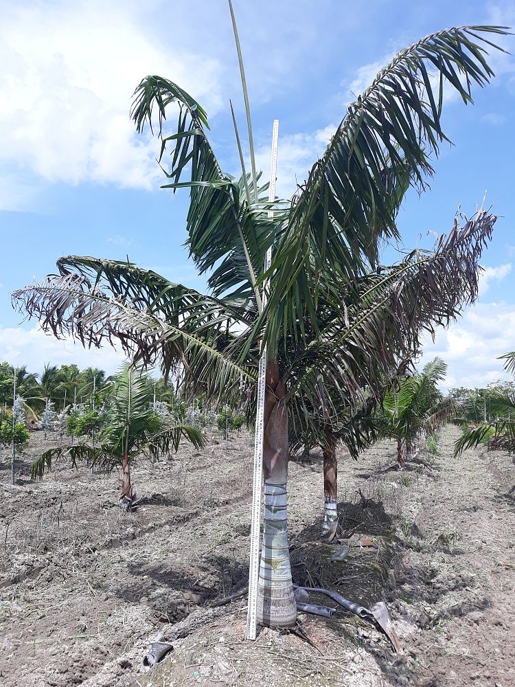 dypsis-lastelliana-teddy-bear-palm