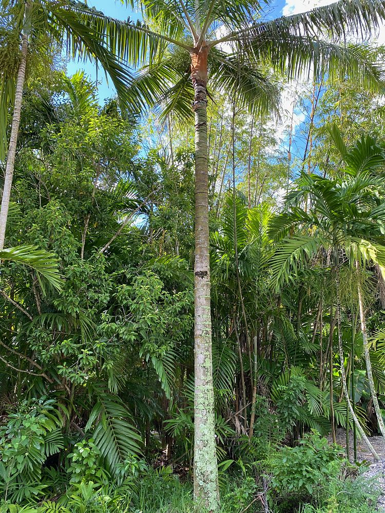 dypsis-lastelliana-teddy-bear-palm