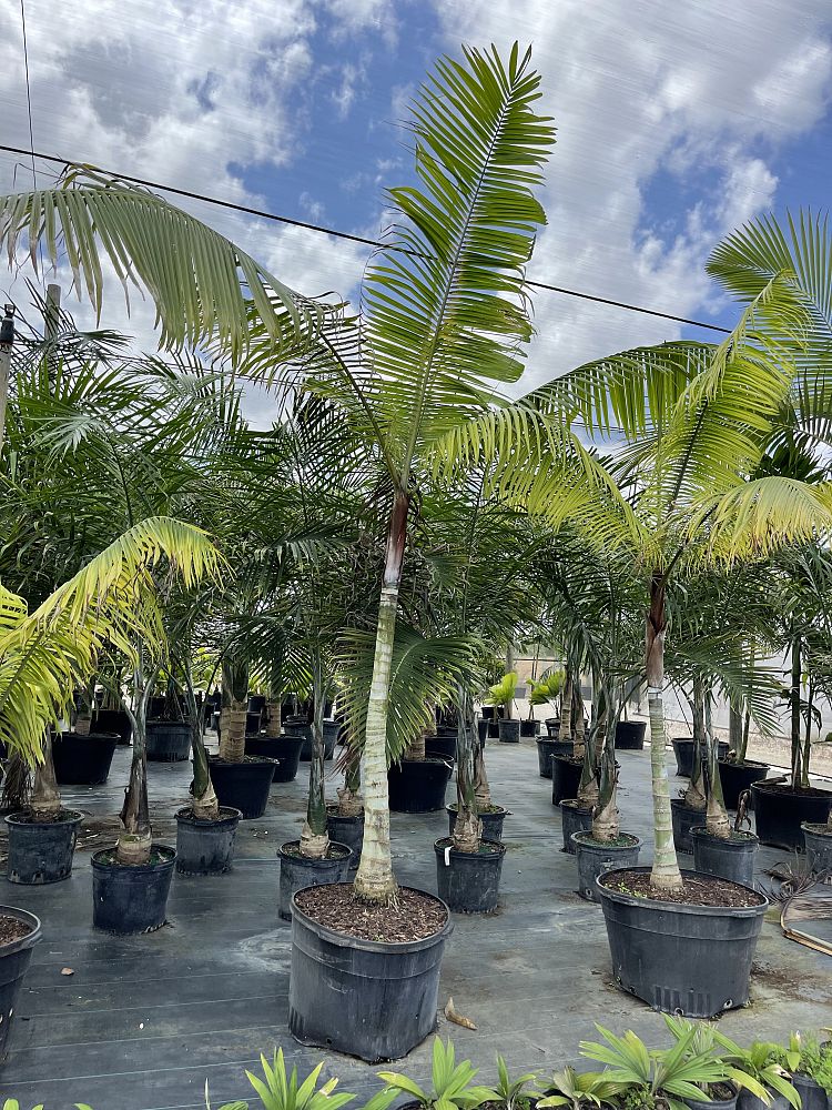 dypsis-lastelliana-teddy-bear-palm