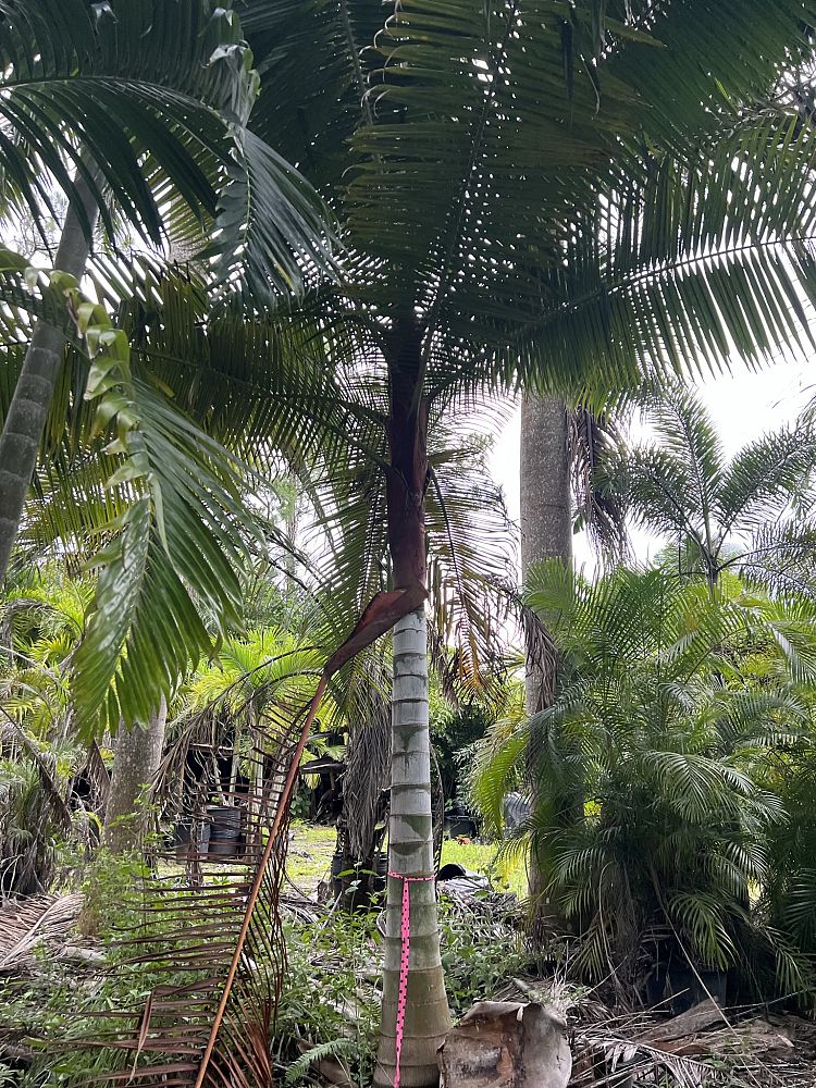 dypsis-lastelliana-teddy-bear-palm