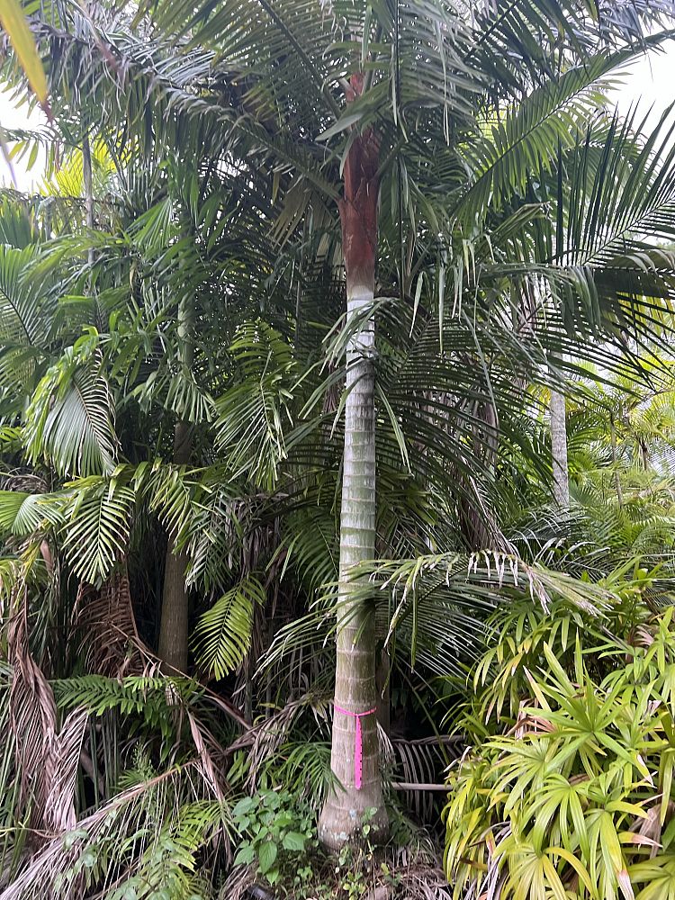 dypsis-lastelliana-teddy-bear-palm