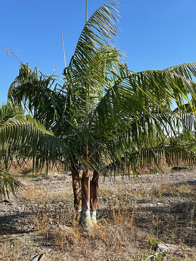 dypsis-lastelliana-teddy-bear-palm