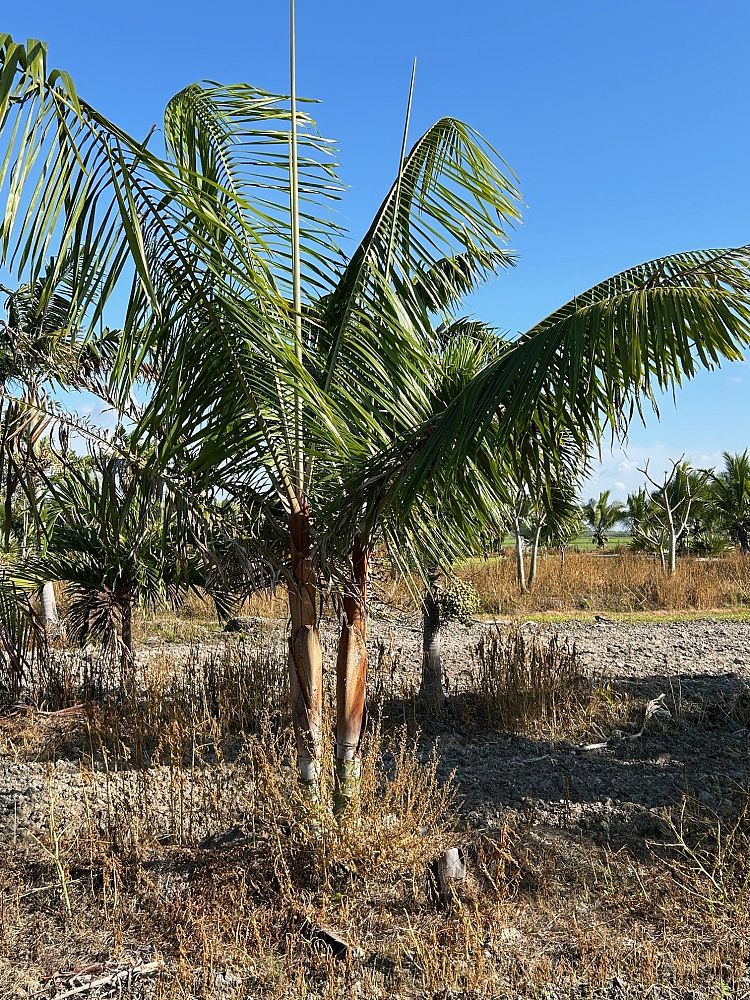 dypsis-lastelliana-teddy-bear-palm