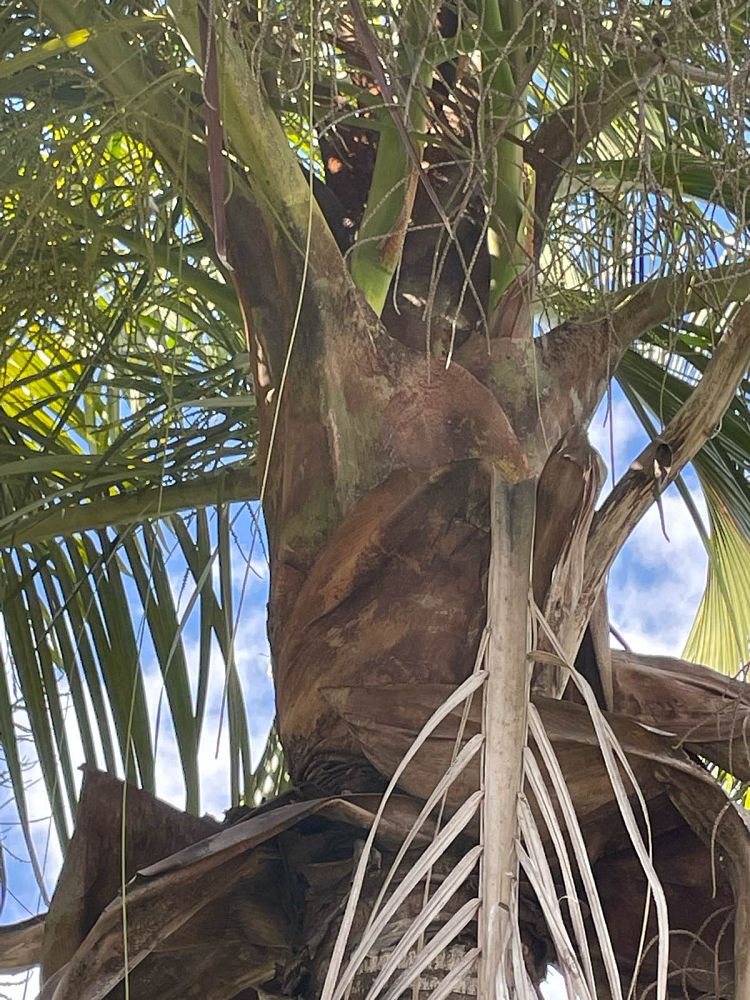 dypsis-leptocheilos-redneck-palm-teddy-bear-palm