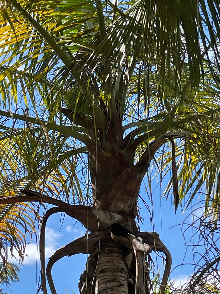 dypsis-leptocheilos-redneck-palm-teddy-bear-palm