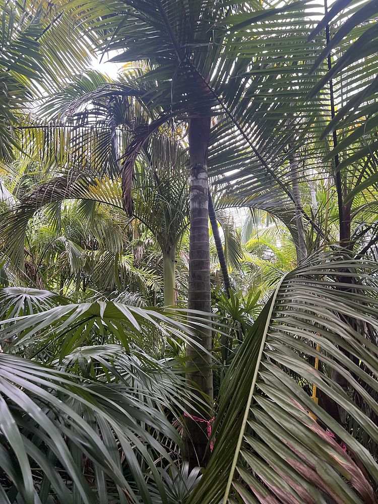 dypsis-leptocheilos-redneck-palm-teddy-bear-palm