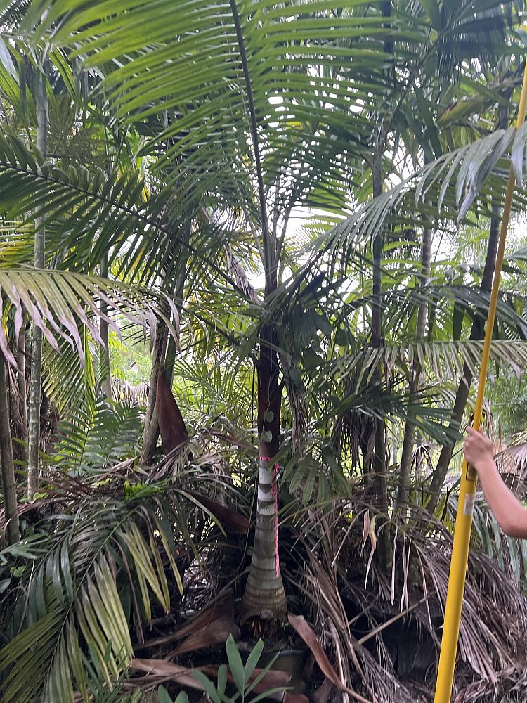dypsis-leptocheilos-redneck-palm-teddy-bear-palm