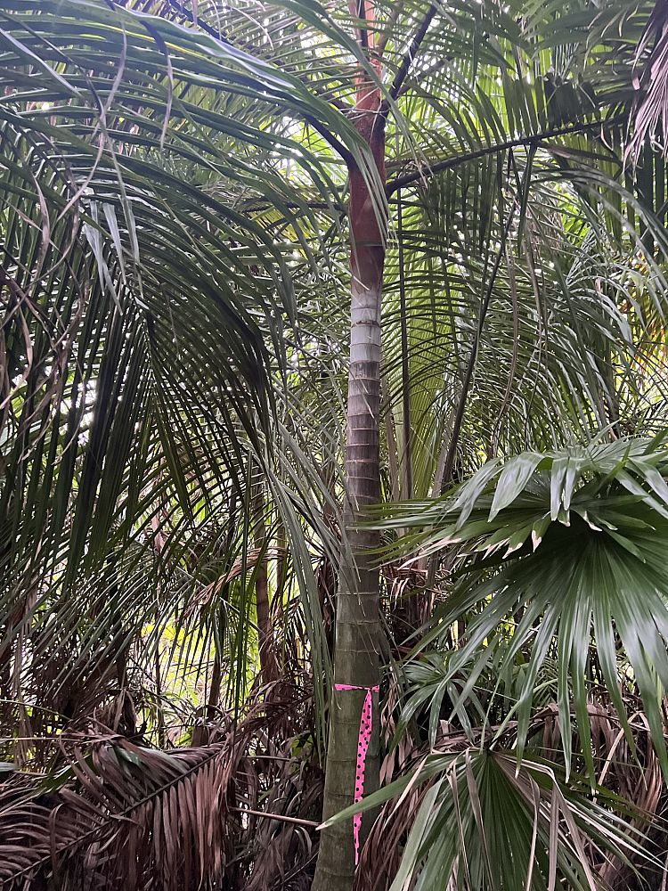 dypsis-leptocheilos-redneck-palm-teddy-bear-palm