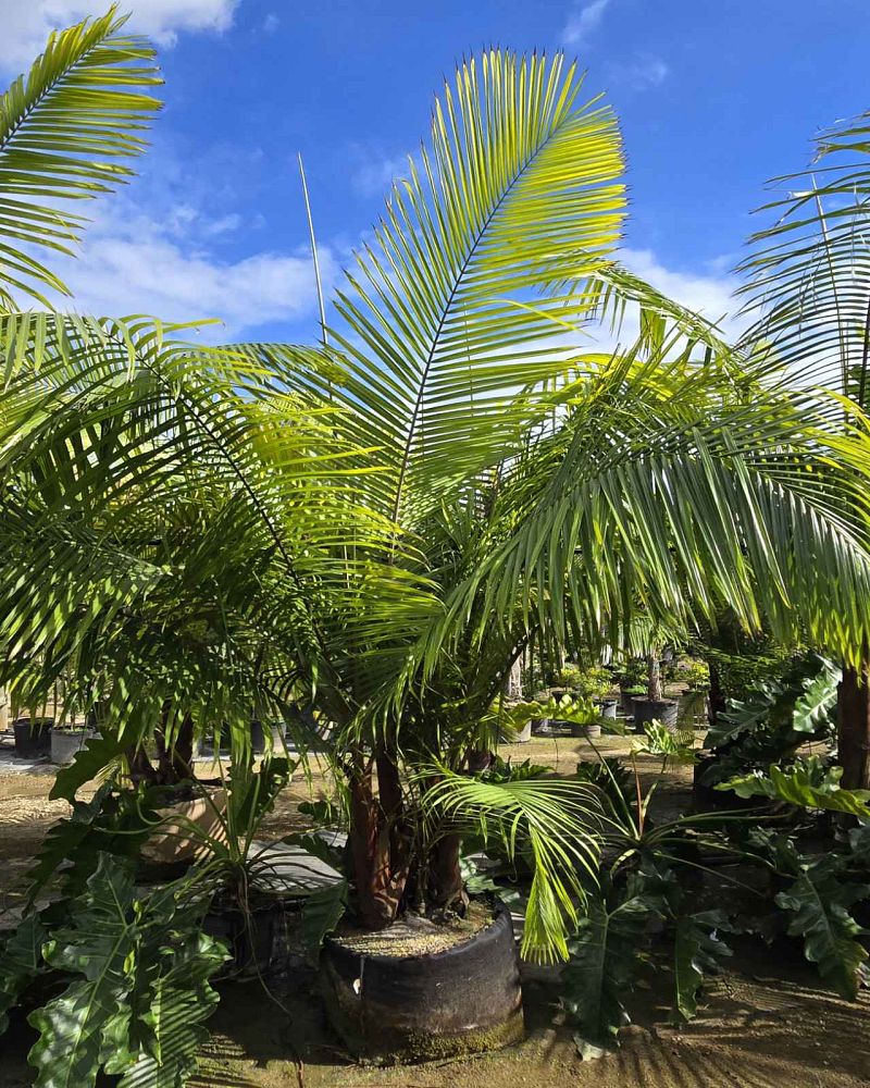 dypsis-leptocheilos-redneck-palm-teddy-bear-palm
