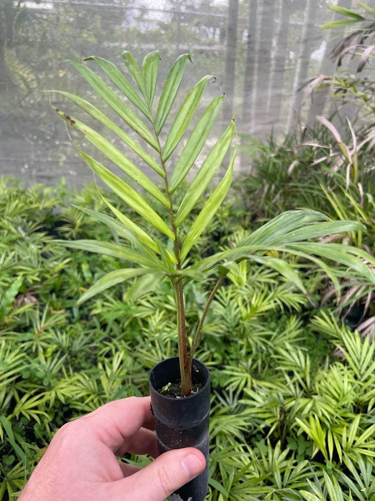 dypsis-leptocheilos-redneck-palm-teddy-bear-palm