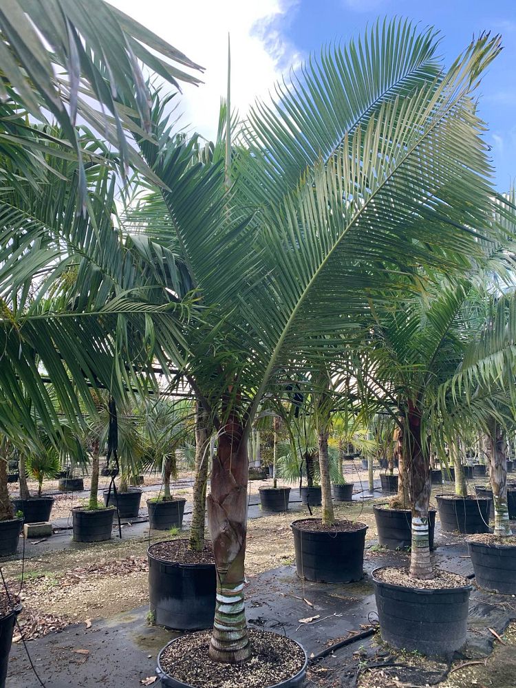 dypsis-leptocheilos-x-decaryi-teddy-bear-triangle-palm-tri-bear-palm