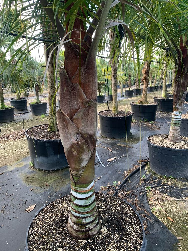 dypsis-leptocheilos-x-decaryi-teddy-bear-triangle-palm-tri-bear-palm