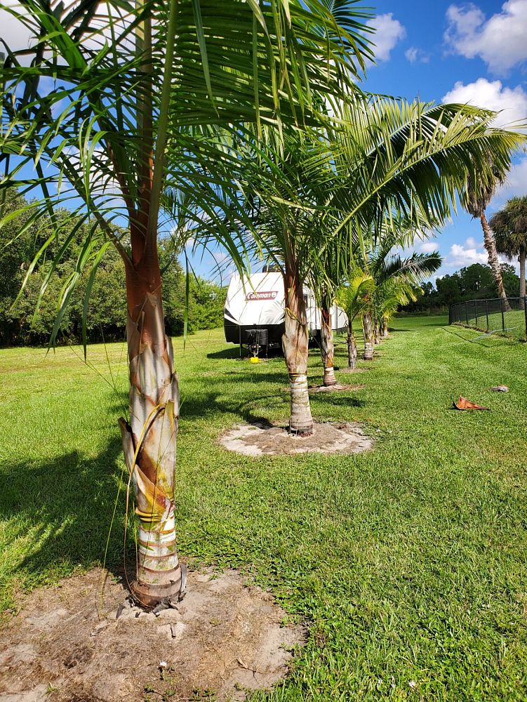 dypsis-leptocheilos-x-decaryi-teddy-bear-triangle-palm-tri-bear-palm