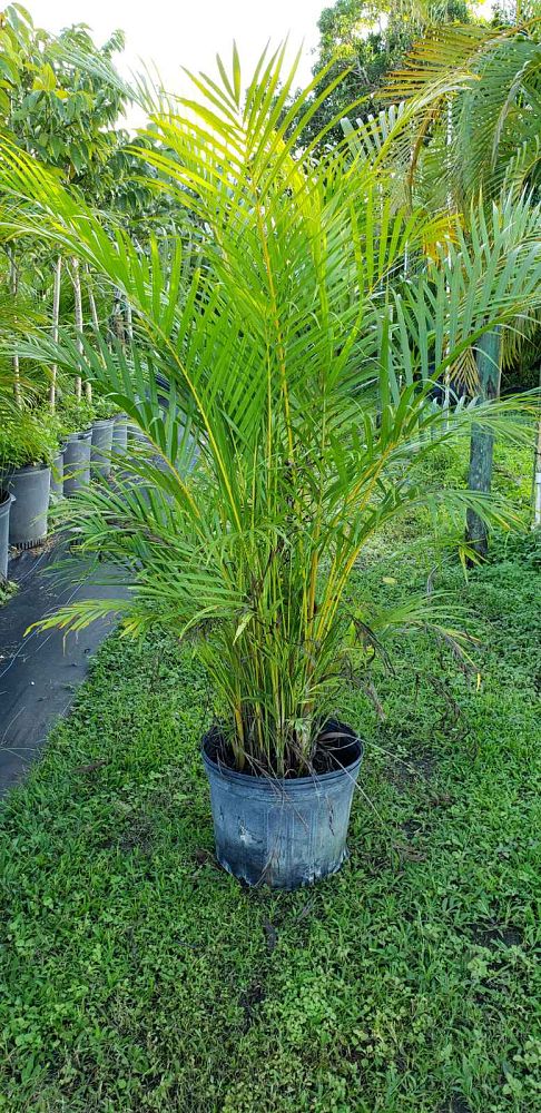 Florida Superior Nursery | plantANT.com