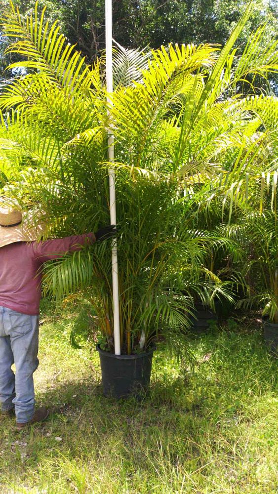 dypsis-lutescens-areca-palm