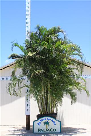 dypsis-lutescens-areca-palm