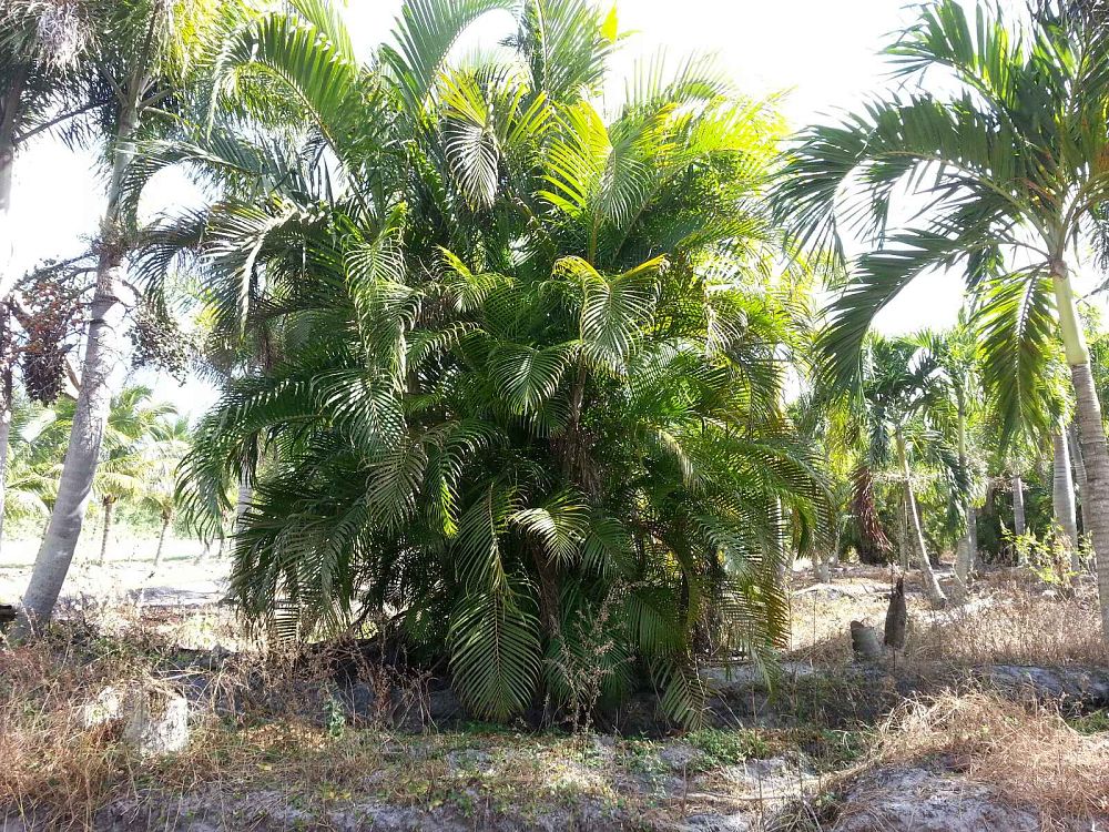 dypsis-lutescens-areca-palm