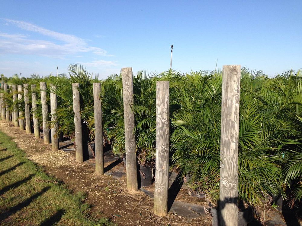 dypsis-lutescens-areca-palm