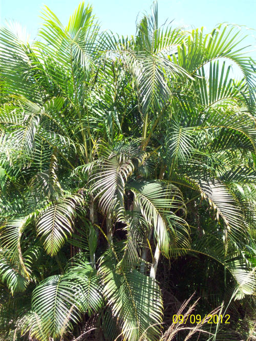 dypsis-lutescens-areca-palm
