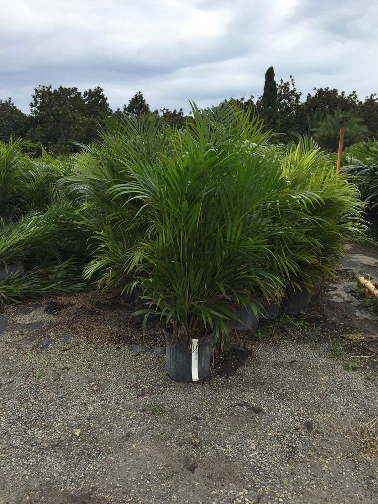 dypsis-lutescens-areca-palm