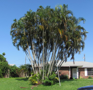 dypsis-lutescens-areca-palm