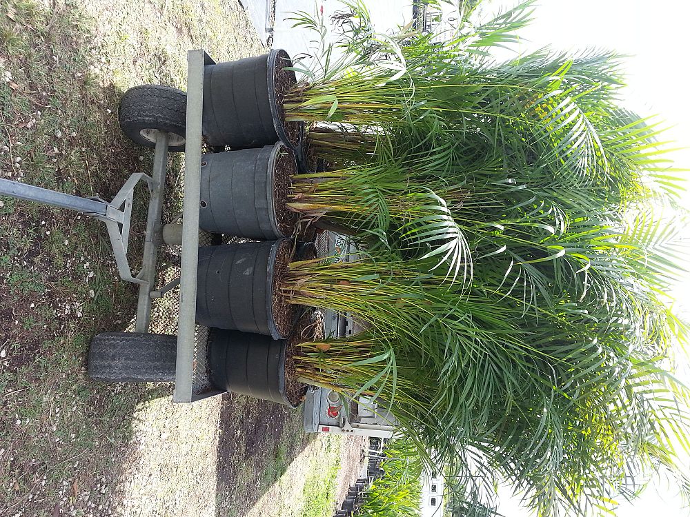 dypsis-lutescens-areca-palm