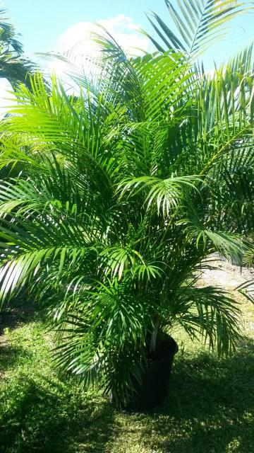 dypsis-lutescens-areca-palm