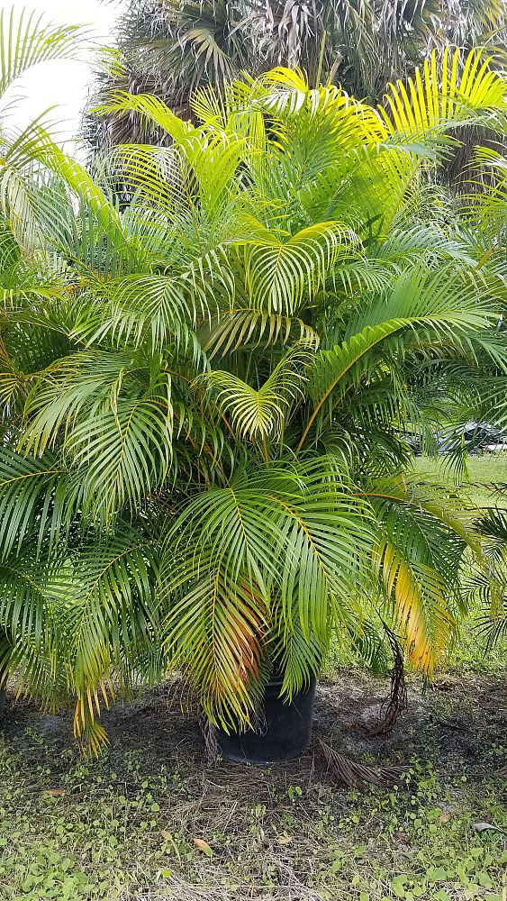 dypsis-lutescens-areca-palm