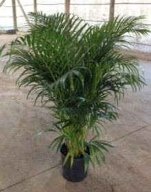 dypsis-lutescens-areca-palm