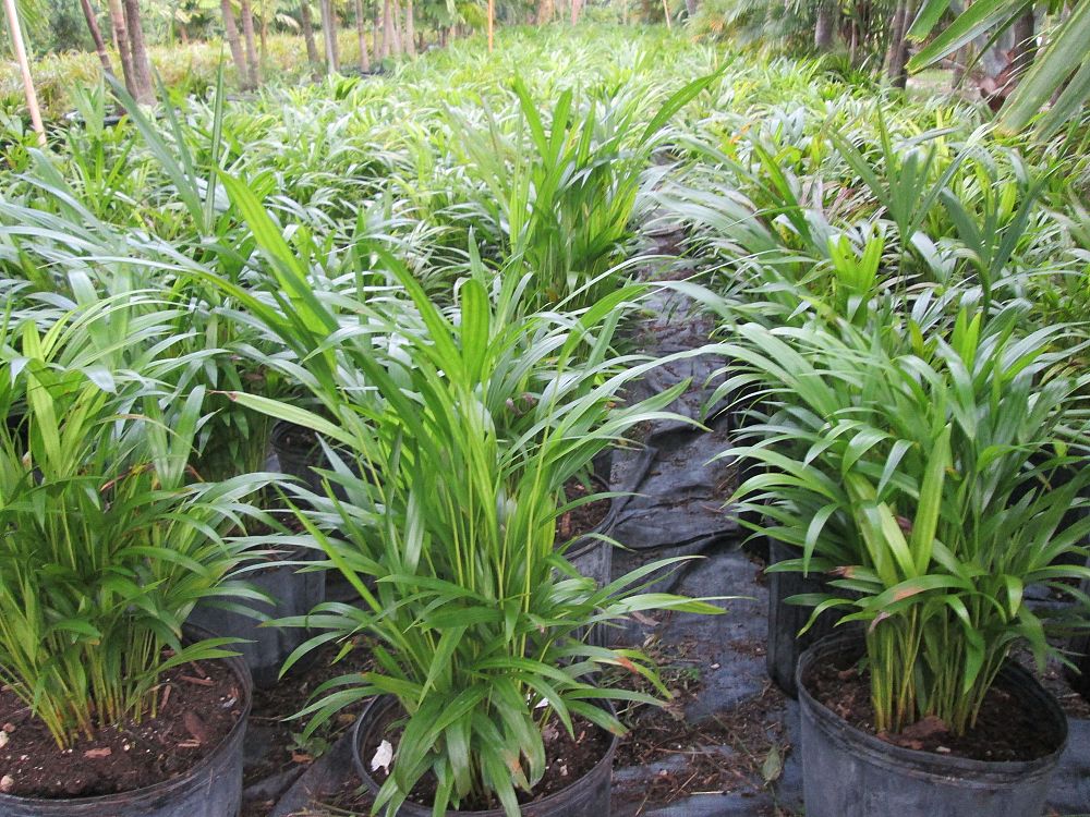 dypsis-lutescens-areca-palm
