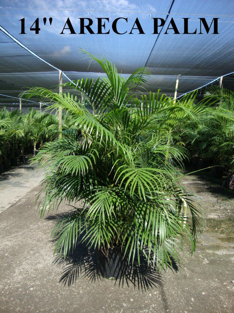 dypsis-lutescens-areca-palm