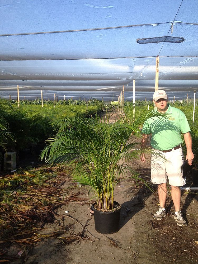 dypsis-lutescens-areca-palm