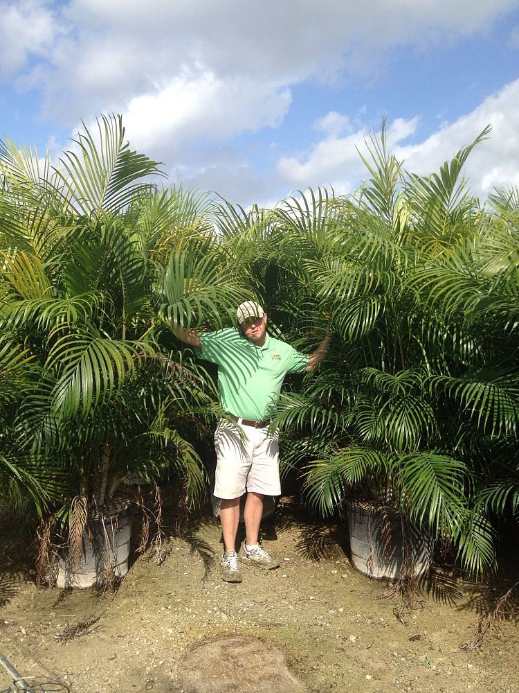dypsis-lutescens-areca-palm